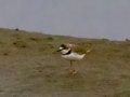 Collared Plover (rare) - Embalse Angostura--mirador sureste - Cartago - CR, March 5, 2023
