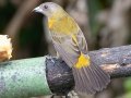 Scarlet-rumped Tanager  - Mirador Valle del General - San Jose - Costa Rica, March 10, 2023