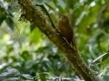Plain-brown Woodcreeper - Rancho Naturalista - Cartago - CR, March 7, 2023