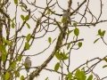 Yellow-billed Cotinga - Rio Rincón Bridge and Environs - Puntarenas - Costa Rica, March 13, 2023