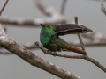 Rufous-tailed Hummingbird  - Mirador Valle del General - San Jose - Costa Rica, March 10, 2023