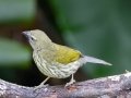 Streaked Saltator - Mirador Valle del General - San Jose - Costa Rica, March 10, 2023