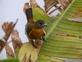 Scarlet-rumped Tanager  - Mirador Valle del General - San Jose - Costa Rica, March 10, 2023