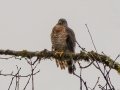 Double-toothed Kite - Rio Rincón Bridge and Environs - Puntarenas - Costa Rica, March 13, 2023