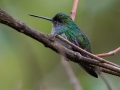 Charming Hummingbird - Mirador Valle del General, San José, Costa Rica, March 10, 2023