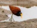 Northern Jacana - Embalse Angostura--mirador sureste - Cartago - CR, March 5, 2023
