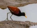 Northern Jacana - Embalse Angostura--mirador sureste - Cartago - CR, March 5, 2023