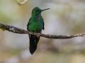 Green-crowned Brilliant - Mirador Valle del General - San Jose - Costa Rica, March 10, 2023