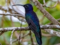 Violet Sabrewing  - Mirador Valle del General - San Jose - Costa Rica, March 10, 2023