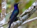 Violet Sabrewing  - Mirador Valle del General - San Jose - Costa Rica, March 10, 2023