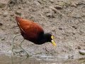 Northern Jacana - Embalse Angostura--mirador sureste - Cartago - CR, March 5, 2023