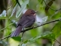 Red-throated Ant-Tanager - Rancho Naturalista - Cartago - CR, March 7, 2023