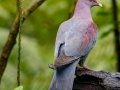 Red-billed Pigeon - Rancho Naturalista - Cartago - CR, March 7, 2023