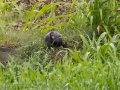 Muscovy Duck - Embalse Angostura--mirador sureste - Cartago - CR, March 5, 2023