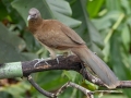 Gray-headed Chachalaca - Mirador Valle del General - San Jose - Costa Rica, March 10, 2023