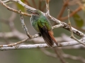 Rufous-tailed Hummingbird - Mirador Valle del General - San Jose - Costa Rica, March 10, 2023