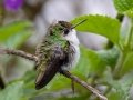 Snowcap - Rancho Naturalista - Cartago - CR, March 4, 2023