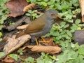 Orange-billed Nightengale Thrush - Mirador Valle del General - San Jose - Costa Rica, March 10, 2023