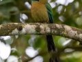 Lesson's Motmot  - Rancho Naturalista - Cartago - CR, March 7, 2023