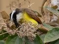 Great Kiskadee - Hotel Robledal - Alajuela - Costa Rica, March 3, 2023