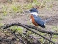 Ringed Kingfisher - Embalse Angostura--mirador sureste - Cartago - CR, March 5, 2023