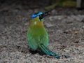 Lesson's Motmot - Rancho Naturalista - Cartago - CR, March 7, 2023