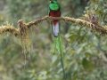 Resplendent Quetzal - La Trinidad (Quetzal Farm) - Cartago - CR  - PM, March 8, 2023