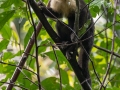 White-throated Capuchin Monkey - Esquinas Rainforest Lodge - Puntarenas - Costa Rica, March 13, 2023