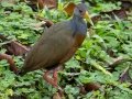 Gray-cowled Wood-Rail - Mirador Valle del General - San Jose - Costa Rica, March 10, 2023