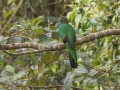 Resplendent Quetzal - La Trinidad (Quetzal Farm) - Cartago - CR  - PM, March 8, 2023