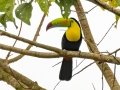 Keel-billed Toucan - Rancho Naturalista - Cartago - CR, March 7, 2023