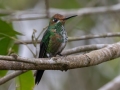 Green-crowned Brillant - Mirador Valle del General - San Jose - Costa Rica, March 10, 2023