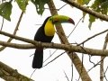 Keel-billed Toucan - Rancho Naturalista - Cartago - CR, March 7, 2023