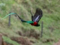Resplendent Quetzal - La Trinidad (Quetzal Farm) - Cartago - CR  - PM, March 8, 2023