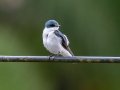 Mangrove Swallow - Rio Rincón Bridge and Environs - Puntarenas - Costa Rica, March 13, 2023