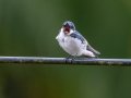 Mangrove Swallow - Rio Rincón Bridge and Environs - Puntarenas - Costa Rica, March 13, 2023