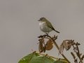 Mistletoe Tyrannulet -  Reserva El Copal - Tausito - Cartago - Costa Rica, March 6, 2023