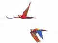 Scarlet Macaws - Rio Rincón Bridge and Environs - Puntarenas - Costa Rica, March 13, 2023