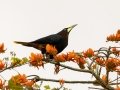 Chestnut-headed Oropendola - Rancho Naturalista - Cartago - CR, March 7, 2023