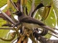 Brown Jay - Rancho Naturalista - Cartago - CR, March 4, 2023