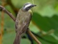 Social Flycatcher - Rio Rincón Bridge and Environs - Puntarenas - Costa Rica, March 13, 2023