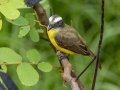Social Flycatcher - Rio Rincón Bridge and Environs - Puntarenas - Costa Rica, March 13, 2023