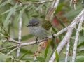 Mistletoe Tyrannulet - San Gerardo - Waterfall Trail - San Jose - Costa Rica, March 10, 2023