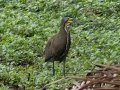 Bare-throated Tiger-Heron- Rio Rincón Bridge and Environs - Puntarenas - Costa Rica, March 13, 2023