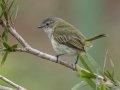 Mistletoe Tyrannulet - San Gerardo - Waterfall Trail - San Jose - Costa Rica, March 10, 2023