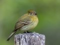 Yellowish Flycatcher - La Trinidad (Quetzal Farm) - Cartago - CR  - PM, March 8, 2023