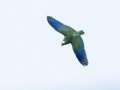 White-crowned Parrot - Rancho Naturalista - Cartago - CR, March 4, 2023