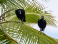 Black Vultures - Rio Rincón Bridge and Environs - Puntarenas - Costa Rica, March 13, 2023
