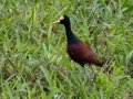Northern Jacana - Rio Rincón Bridge and Environs - Puntarenas - Costa Rica, March 13, 2023
