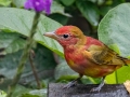 Summer Tanager - Rancho Naturalista, Cartago, Costa Rica, March 5, 2023
